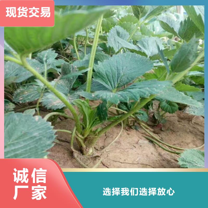 草莓苗,【葡萄苗】客户好评