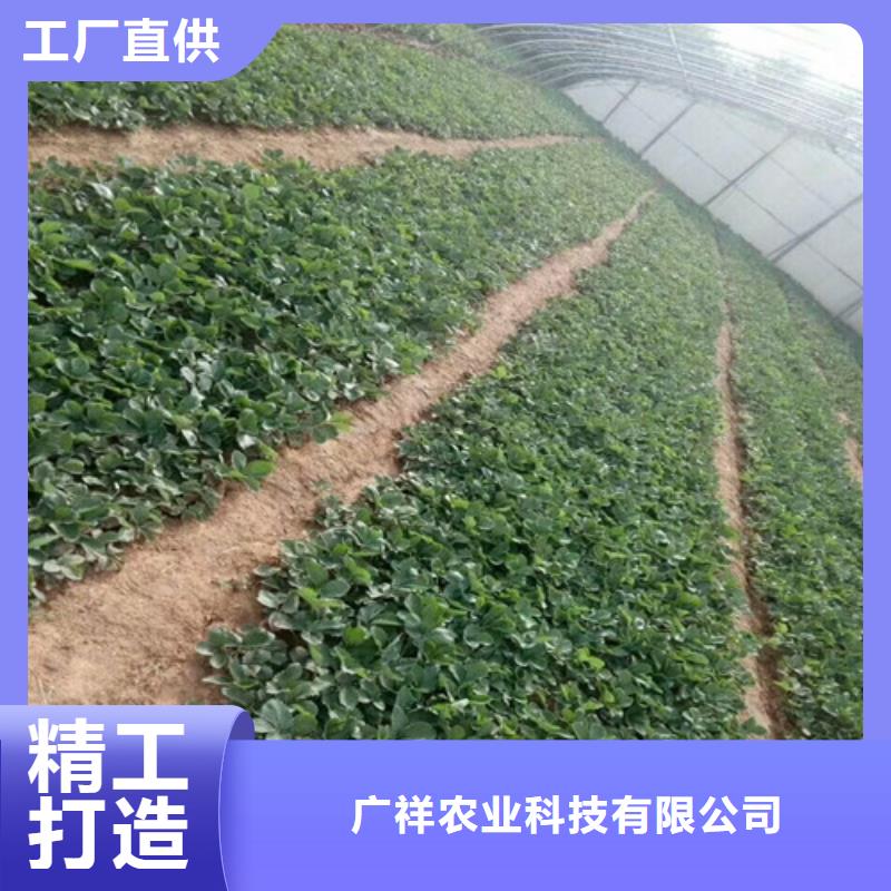 【草莓苗 草莓苗价格颜色尺寸款式定制】