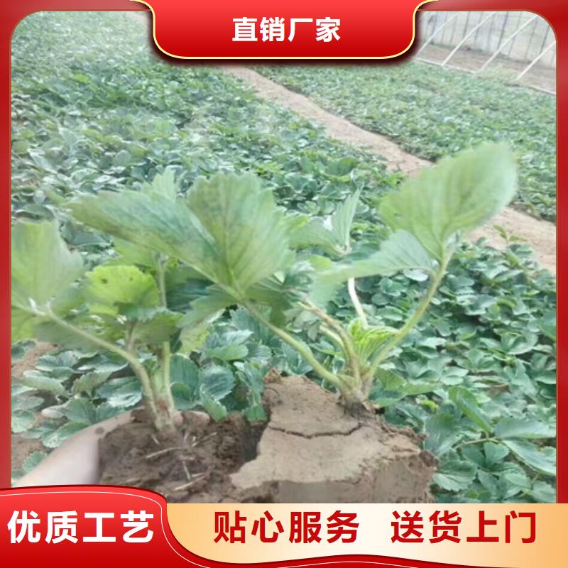 【草莓苗桃树苗多年行业积累】