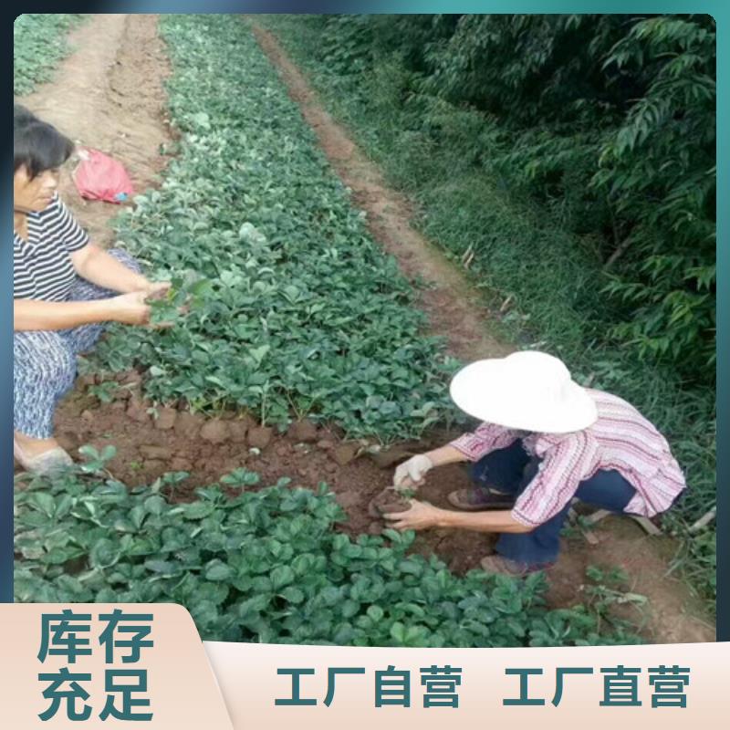 草莓苗梨树苗基地买的是放心