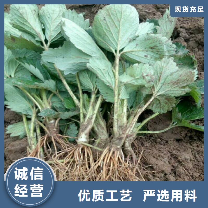 【草莓苗】,无籽葡萄树苗按需定制