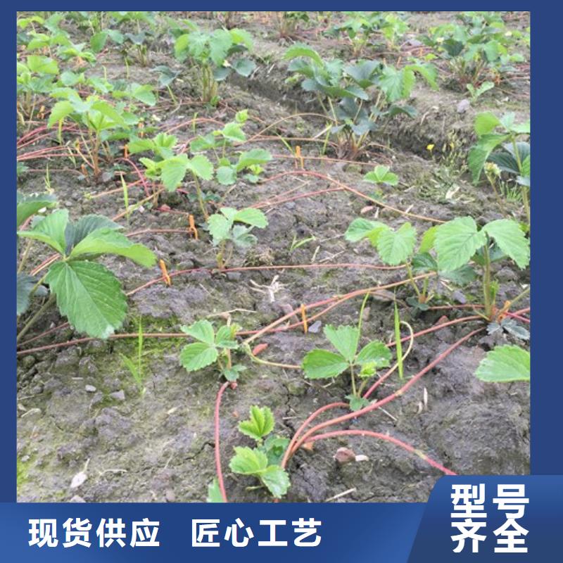 【草莓苗葡萄苗一站式供应厂家】