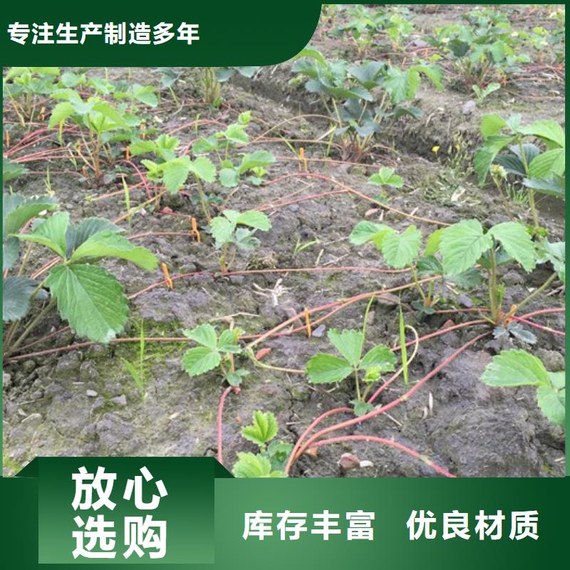 【草莓苗】桃树苗厂家直销大量现货