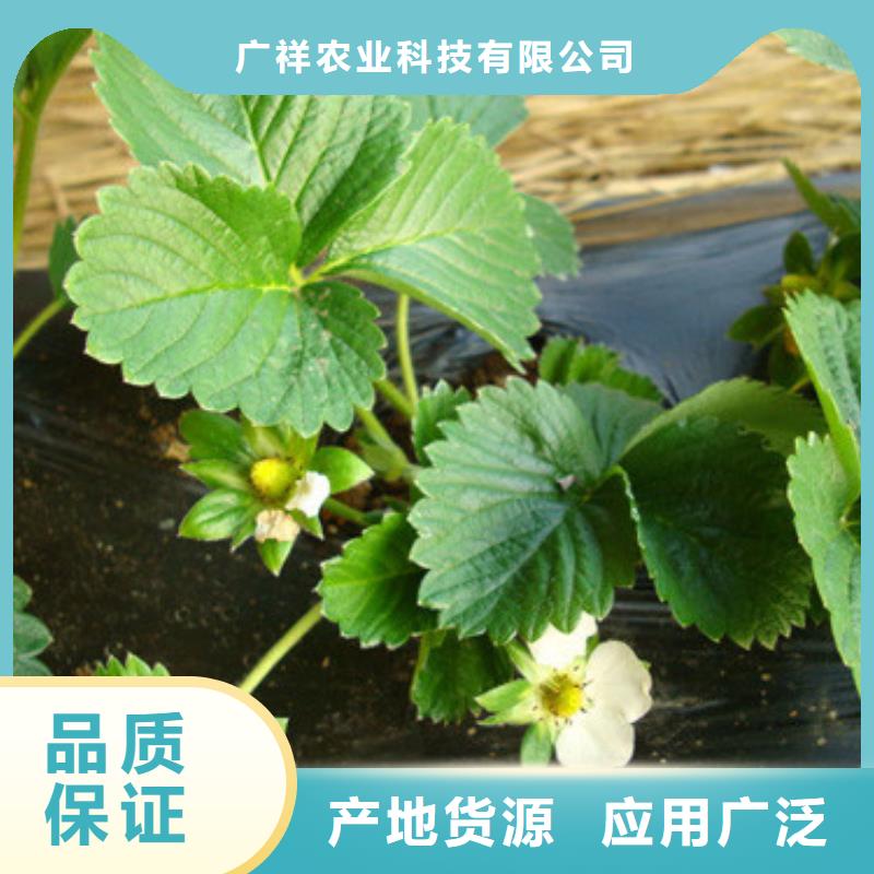 草莓苗,【草莓苗价格】放心购