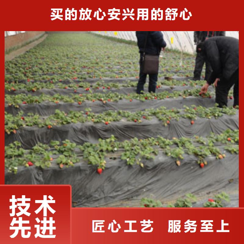 草莓苗,【红蜜桃树苗】追求细节品质