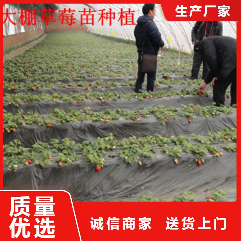 【草莓苗,草莓苗价格全品类现货】