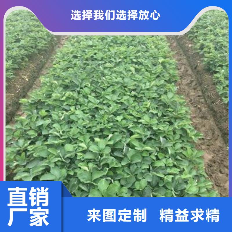 草莓苗_樱桃苗源头工厂量大优惠