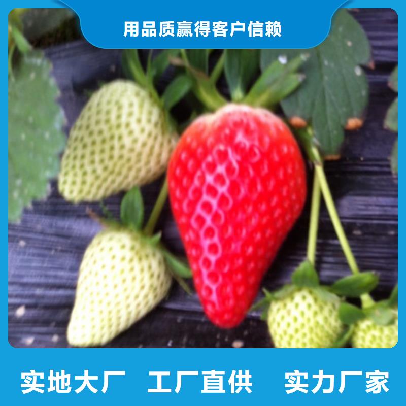 草莓苗_【夏黑葡萄苗】货源直供