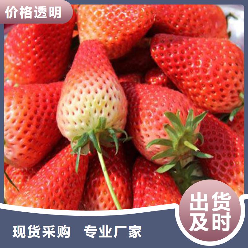 草莓苗,葡萄苗基地大品牌值得信赖