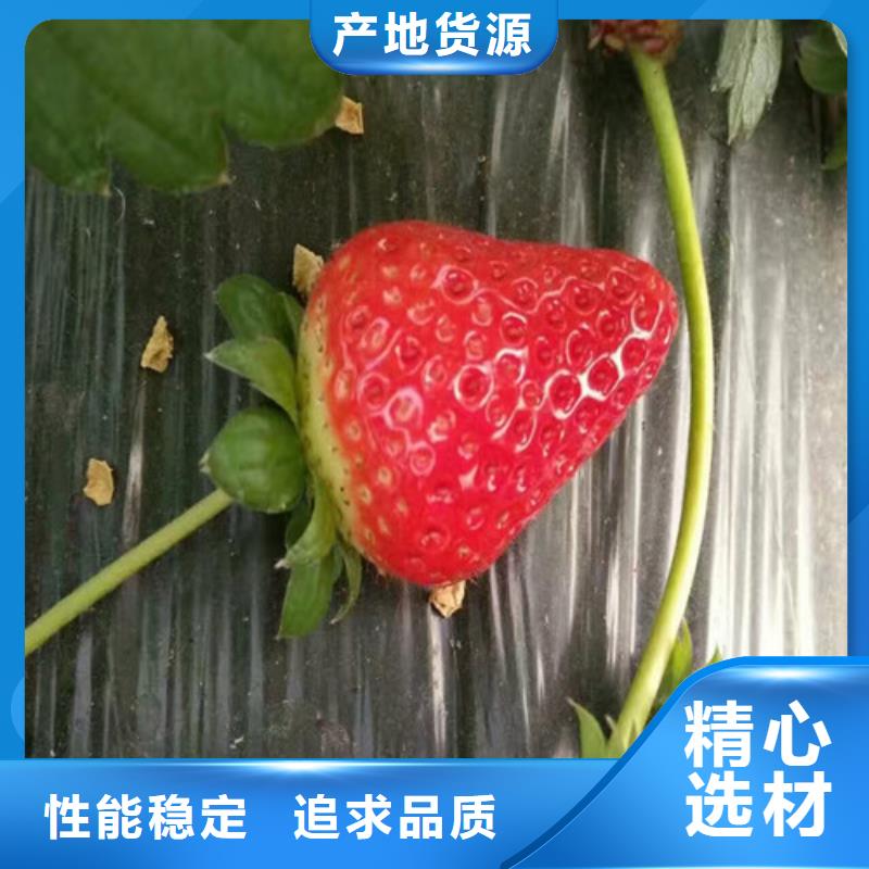 草莓苗,葡萄苗基地大品牌值得信赖