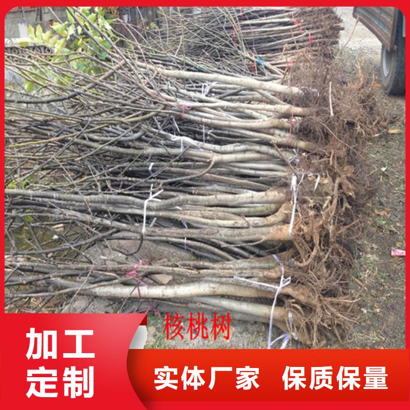 核桃苗-苹果苗基地优质材料厂家直销