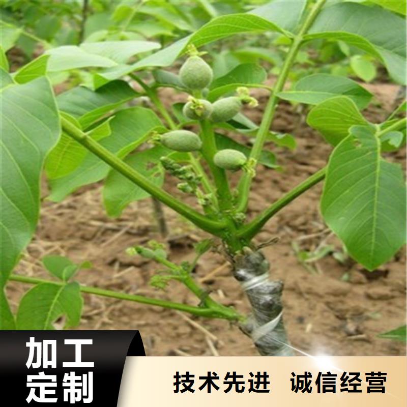 核桃苗-苹果苗基地安装简单