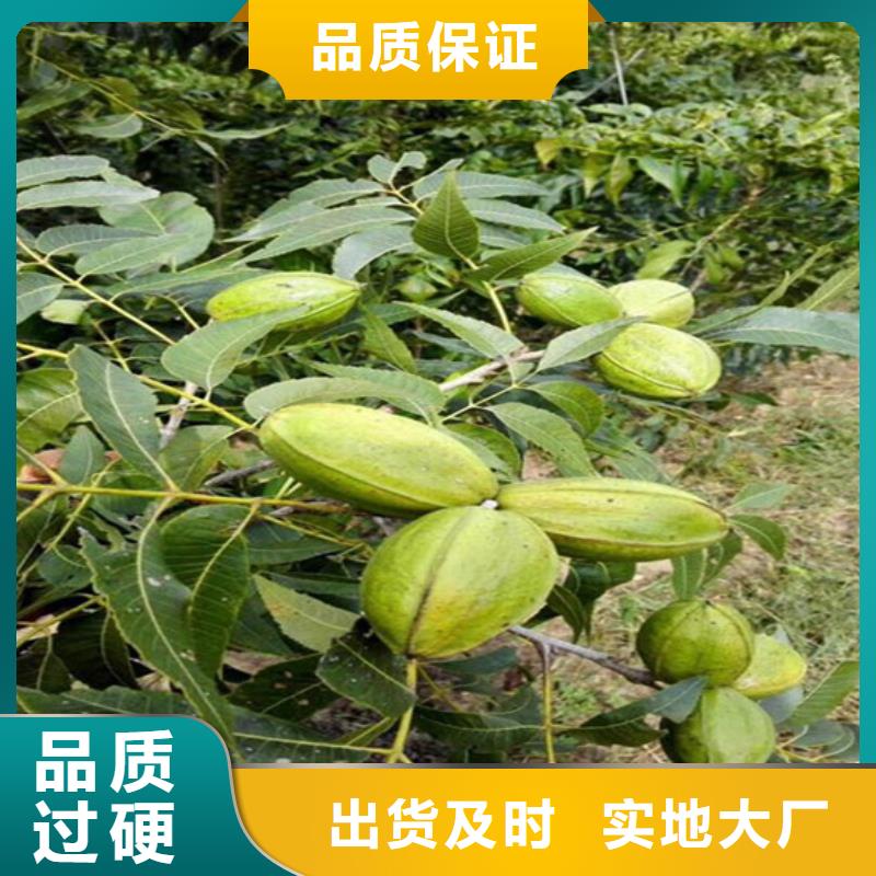 【核桃苗珍珠枣油桃树苗敢与同行比质量】