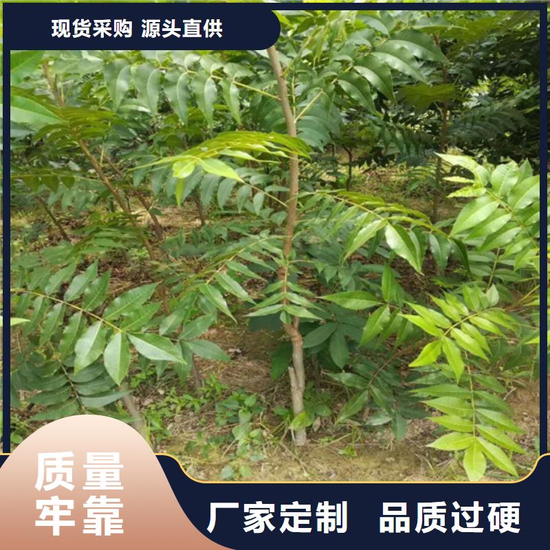 核桃苗梨树苗基地精选好货