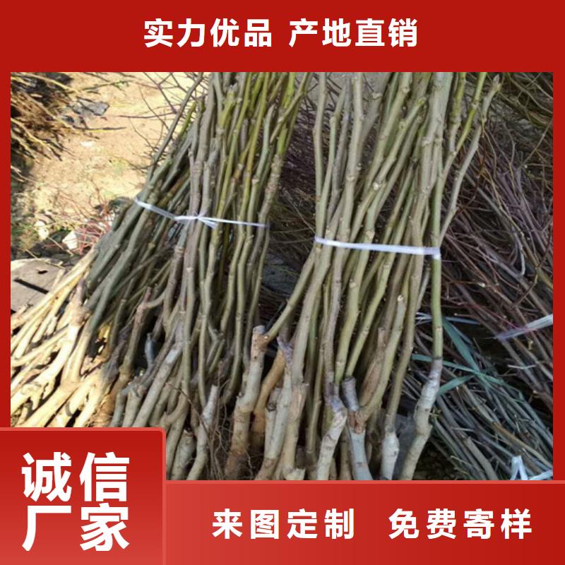 核桃苗大棚草莓苗品质保障售后无忧