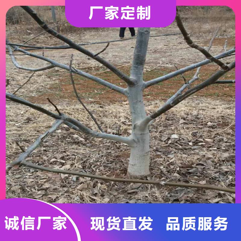 【核桃苗】-黄金苹果树苗基地支持定制加工