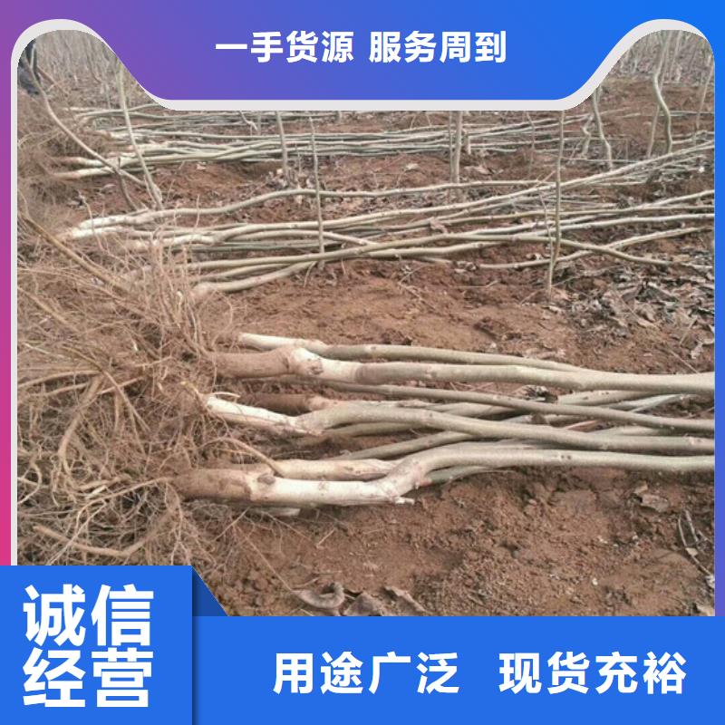 【核桃苗珍珠枣油桃树苗敢与同行比质量】