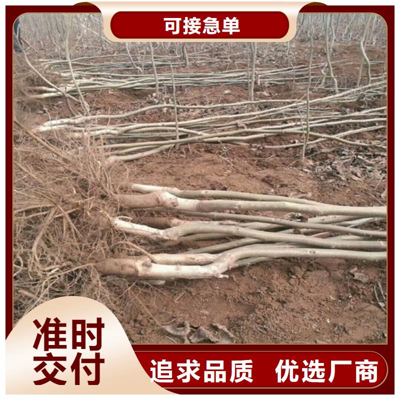 核桃苗-苹果苗基地安装简单