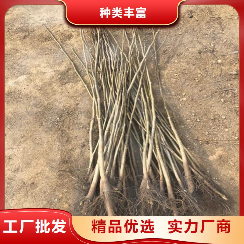 核桃苗_【大棚草莓苗】买的放心安兴用的舒心