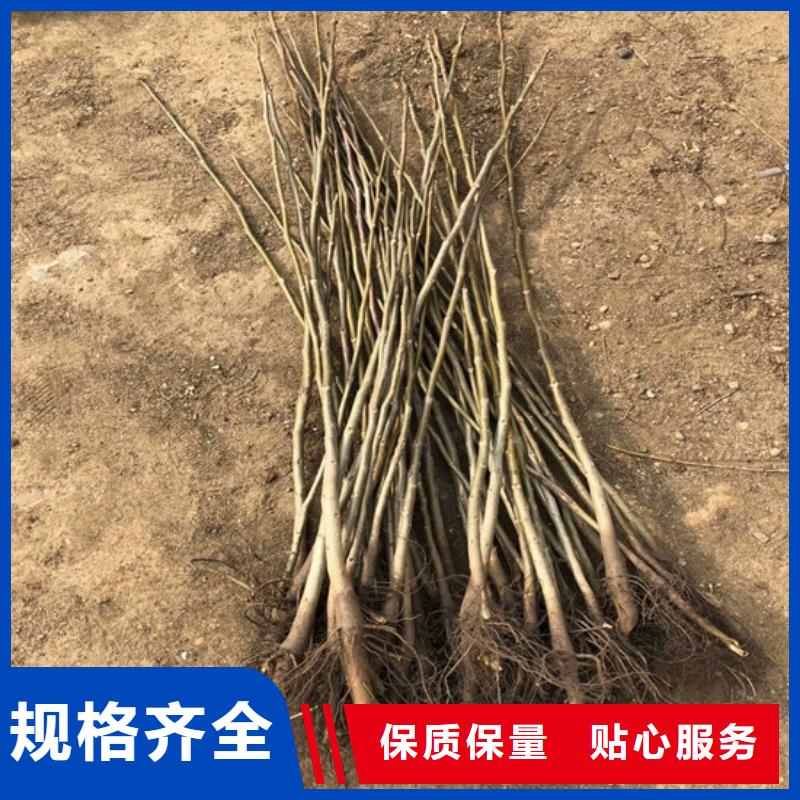 核桃苗梨树苗基地精选好货