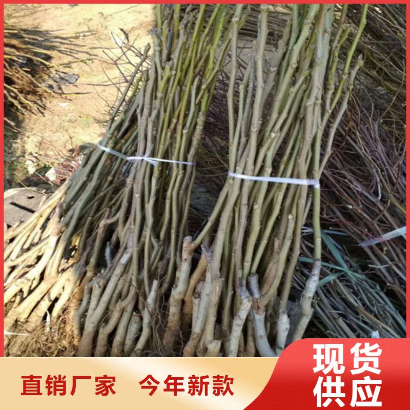 【核桃苗】苹果苗基地好货直销