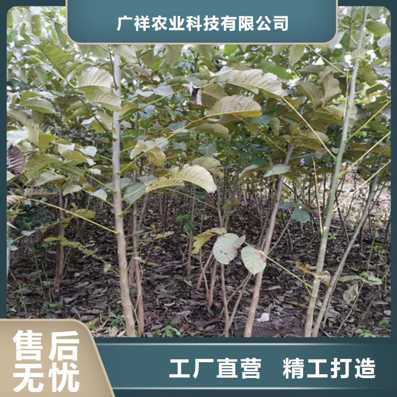 核桃苗大棚草莓苗源头工厂量大优惠