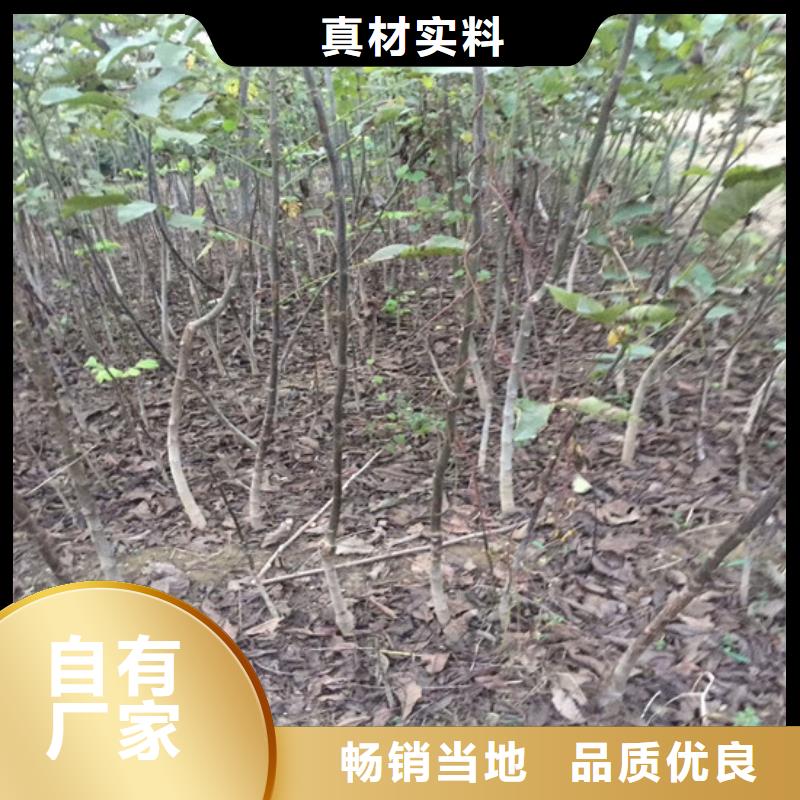 核桃苗-苹果苗基地安装简单