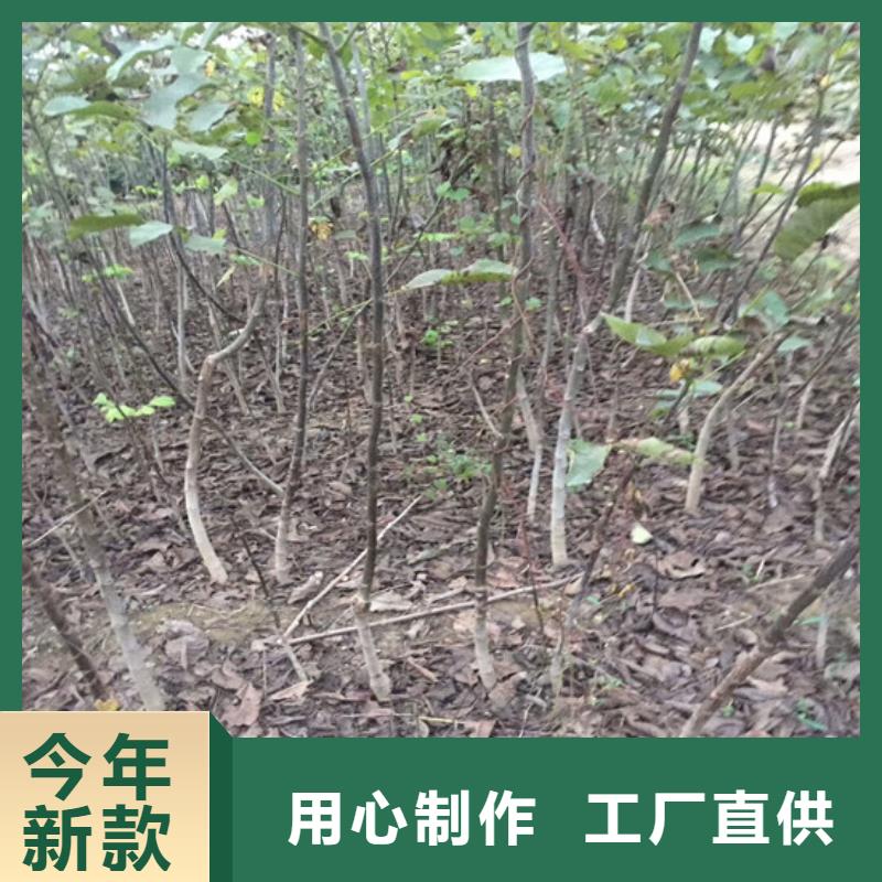 核桃苗草莓品牌专营