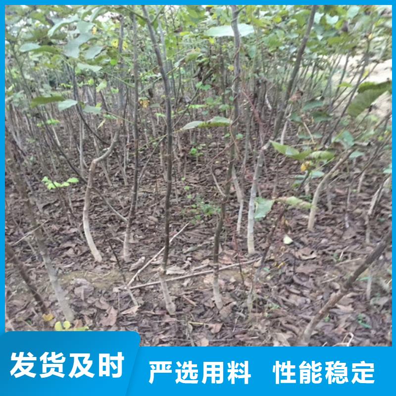 核桃苗_果树苗批发基地真材实料加工定制