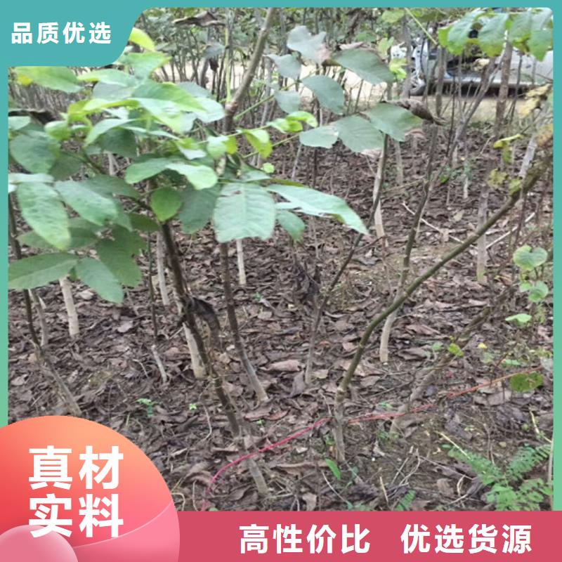 【核桃苗】-黄金苹果树苗基地支持定制加工