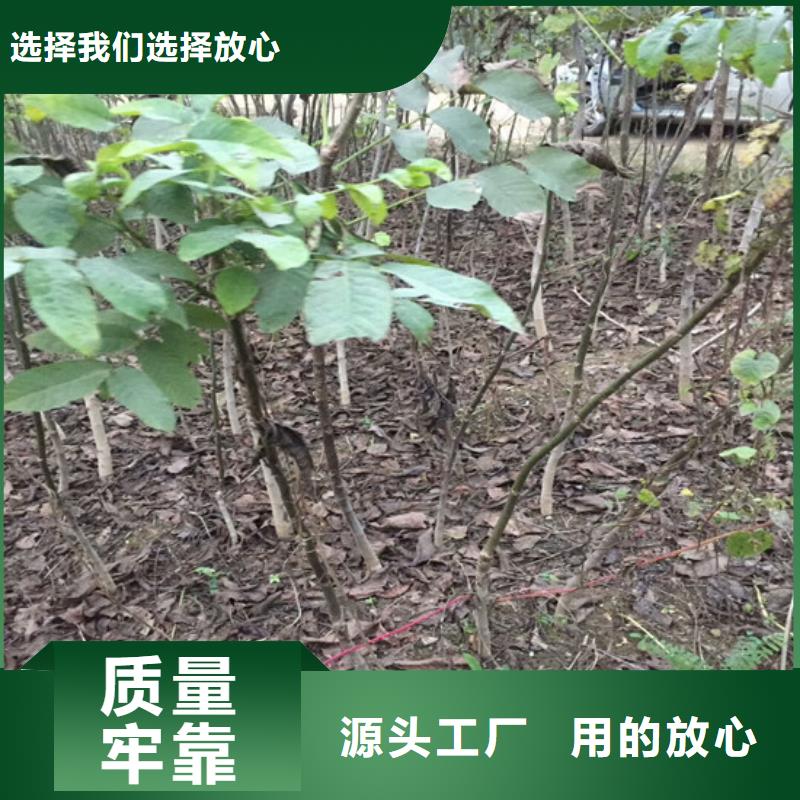 【核桃苗】苹果苗基地好货直销