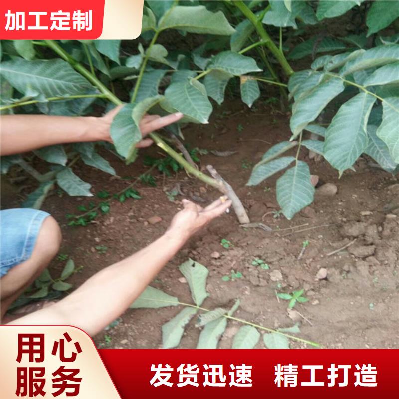 核桃苗大棚草莓苗源头工厂量大优惠