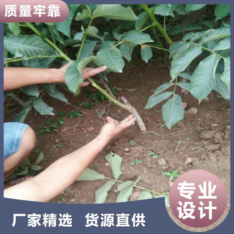 核桃苗-苹果苗基地安装简单