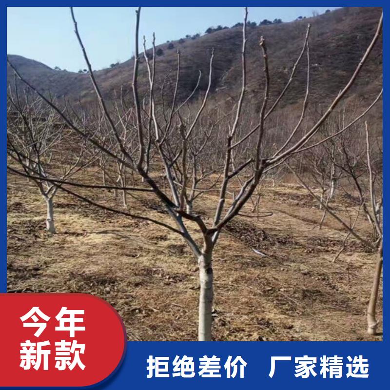 【核桃苗珍珠枣油桃树苗敢与同行比质量】