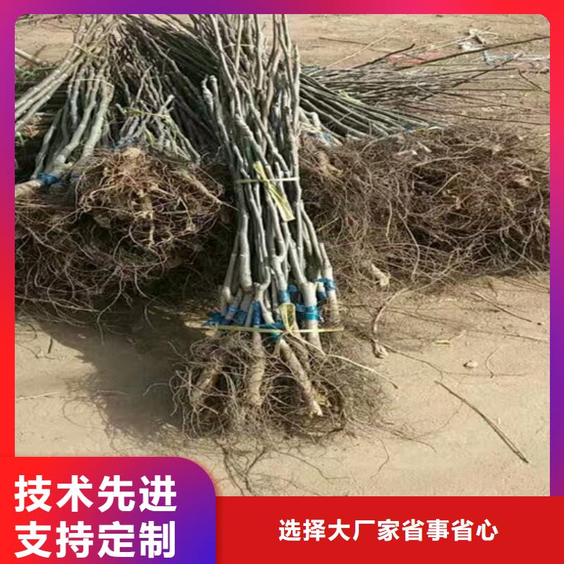 核桃苗大棚草莓苗无中间商厂家直销