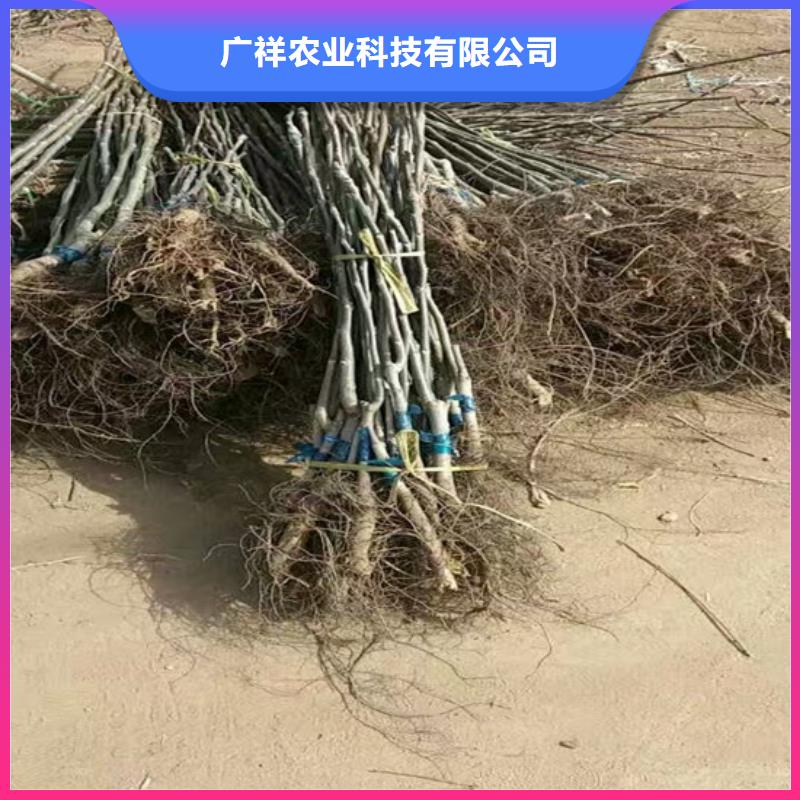 【核桃苗】樱桃苗厂家案例