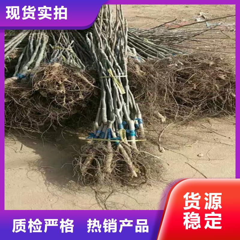 核桃苗_蓝宝石葡萄树苗品质商家