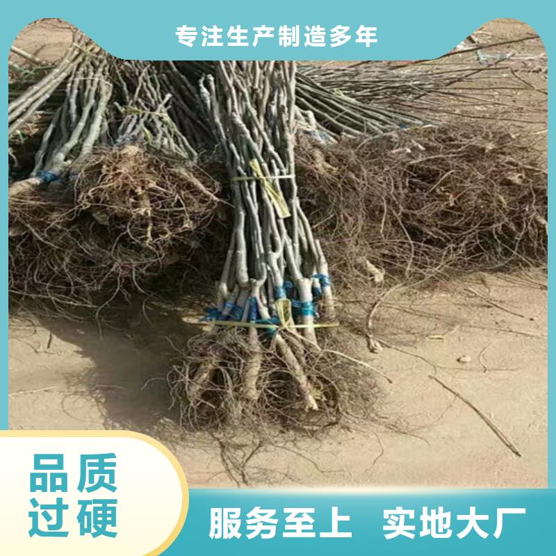 核桃苗梨树苗基地正规厂家