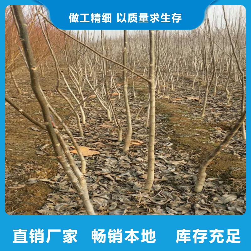 核桃苗-苹果苗基地优质材料厂家直销