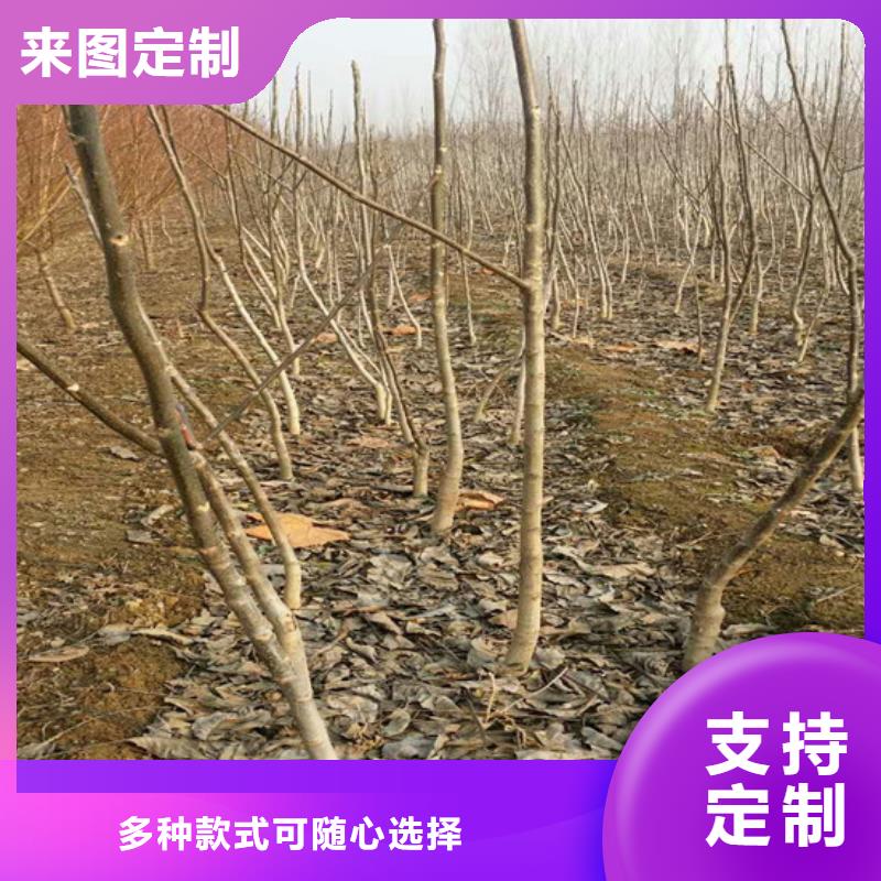 【核桃苗】_果树苗批发基地多种工艺