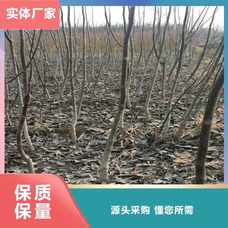 核桃苗桃树苗基地用心经营