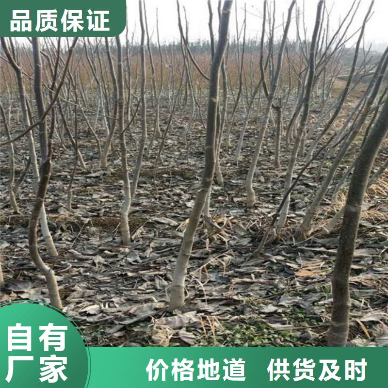 【核桃苗珍珠枣油桃树苗敢与同行比质量】