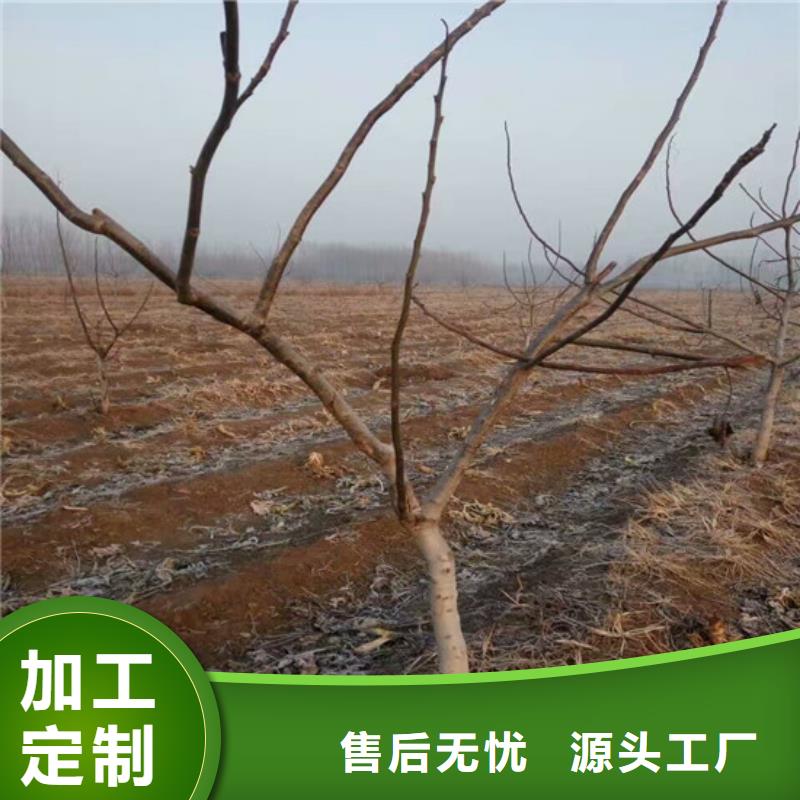 核桃苗西梅树苗实体厂家大量现货