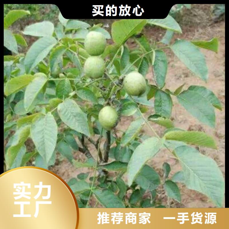 核桃苗,无花果树苗厂诚信经营