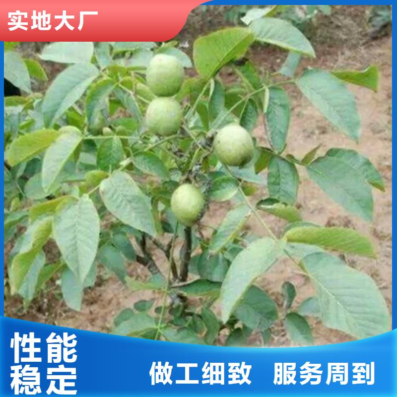 核桃苗-苹果苗基地优质材料厂家直销