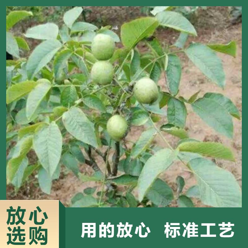 【核桃苗果树苗优选厂家】