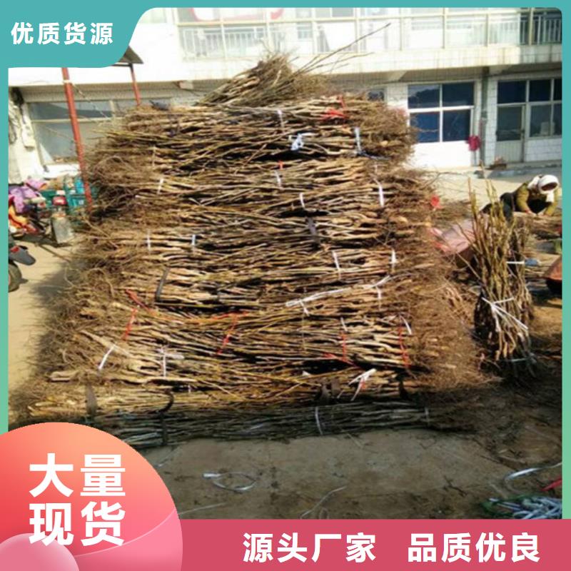 核桃苗-无籽葡萄树苗一个起售