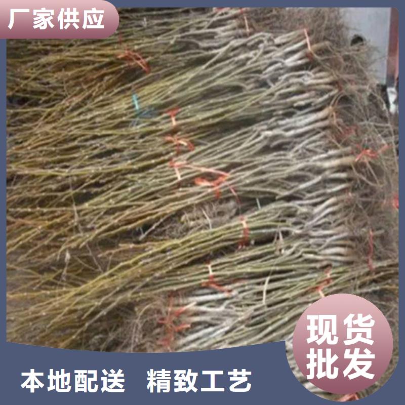 核桃苗【果树苗】定制销售售后为一体