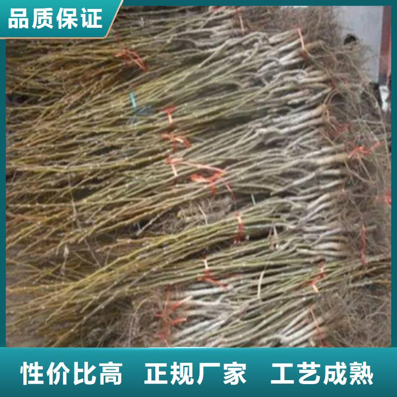 核桃苗果树苗批发基地严格把关质量放心