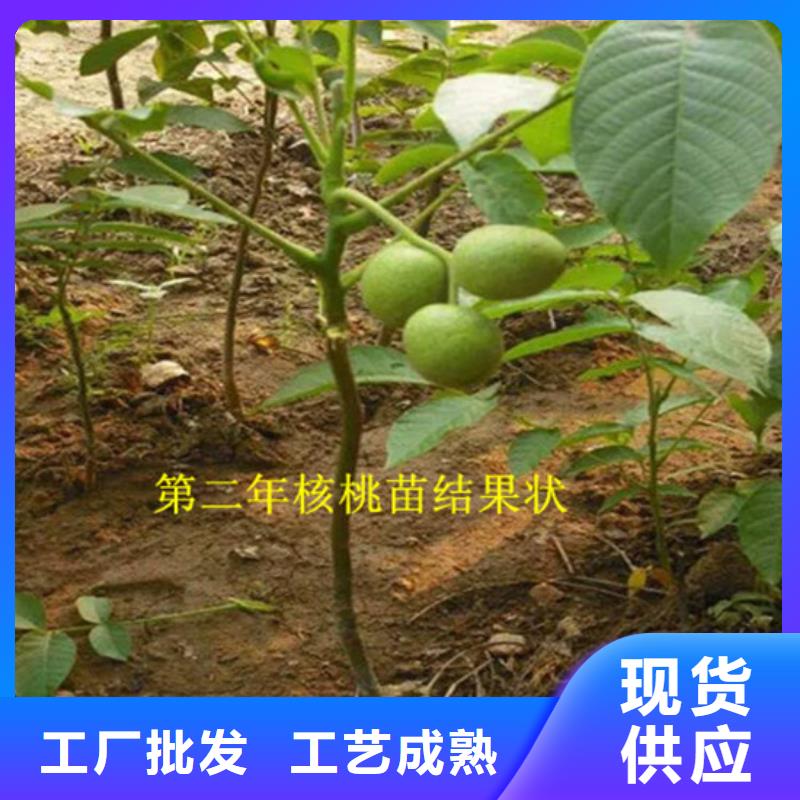 【核桃苗珍珠枣油桃树苗敢与同行比质量】